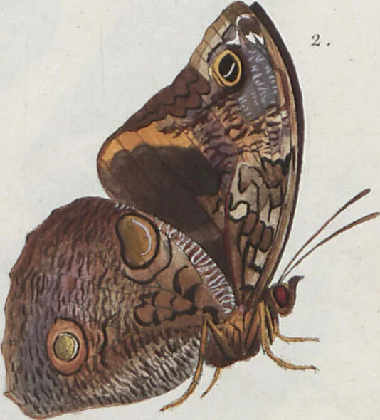 An illustration from (Band 1), 1806, leaf 80
