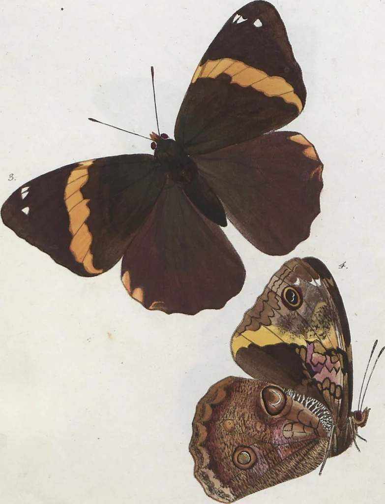 An illustration from (Band 1), 1806, leaf 81