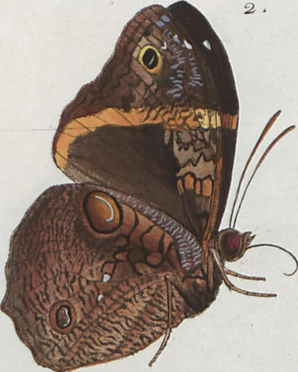 An illustration from (Band 1), 1806, leaf 82