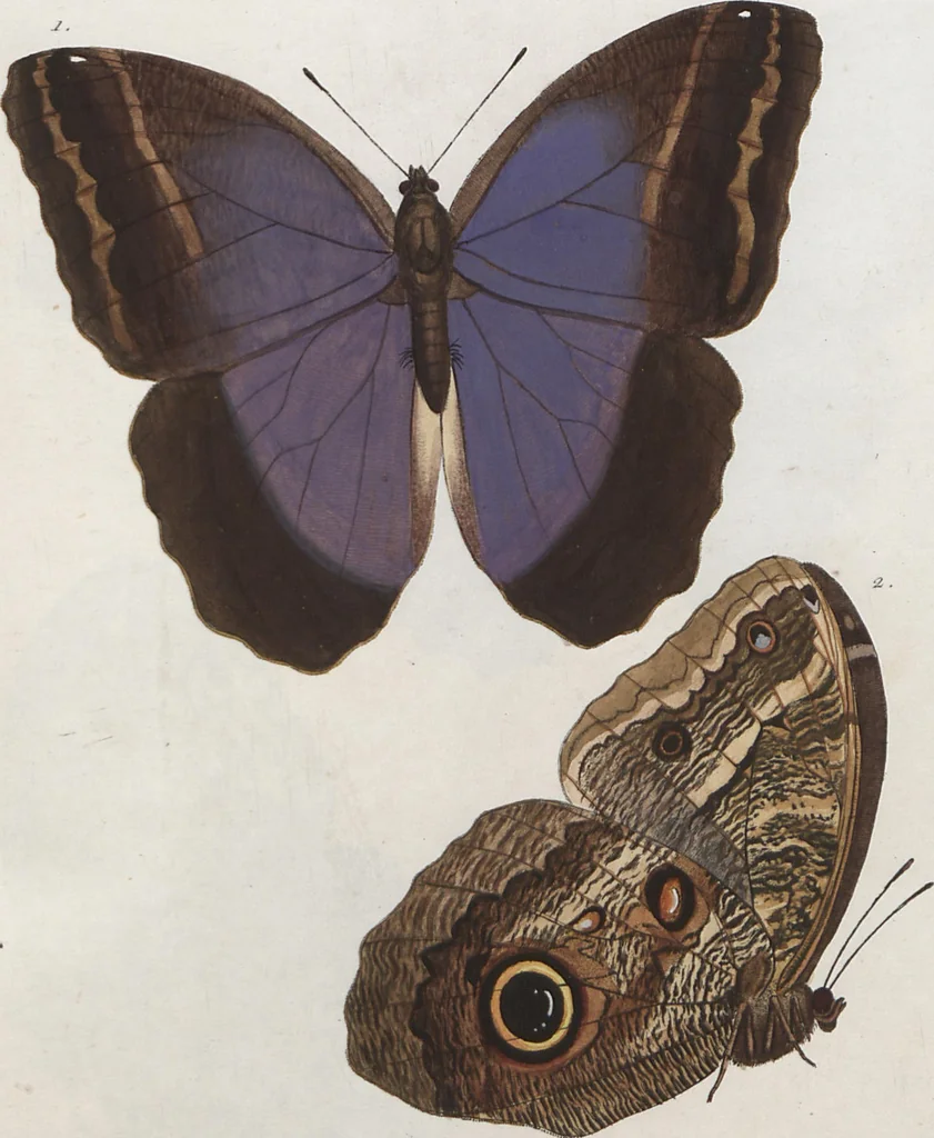 An illustration from (Band 1), 1806, leaf 83