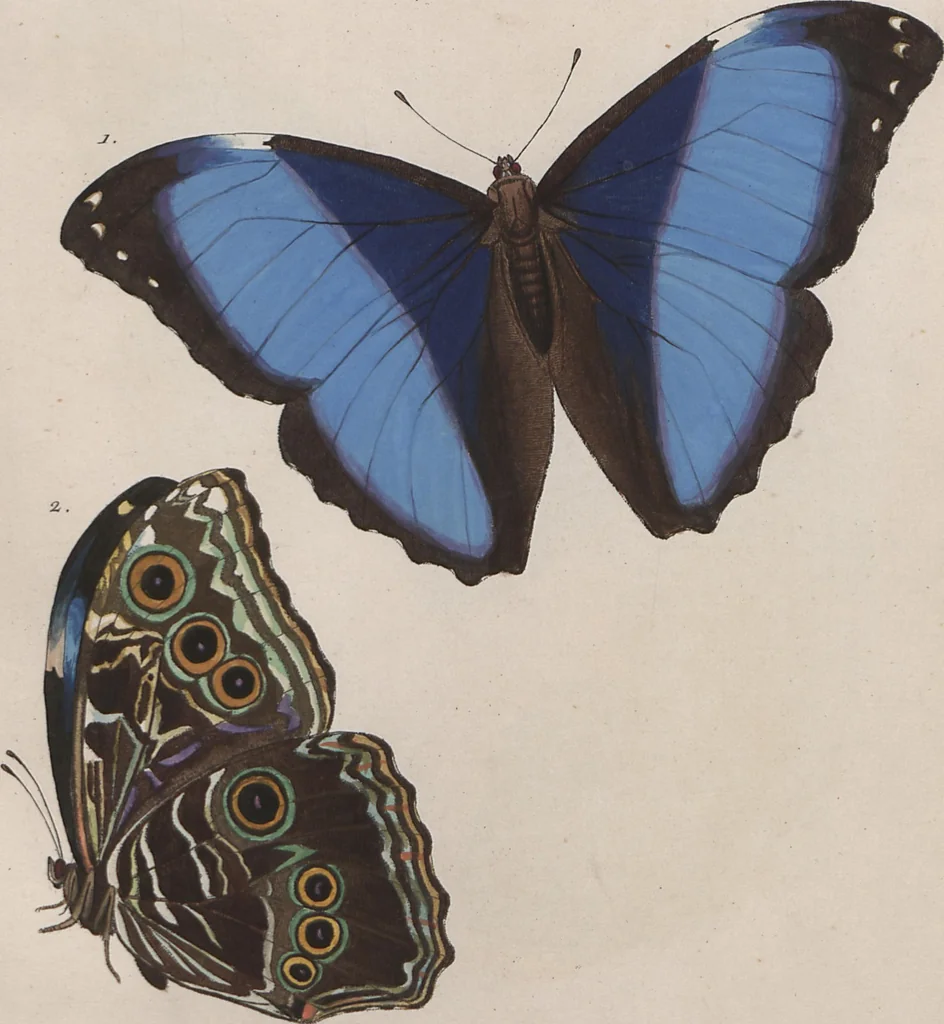 An illustration from (Band 1), 1806, leaf 84