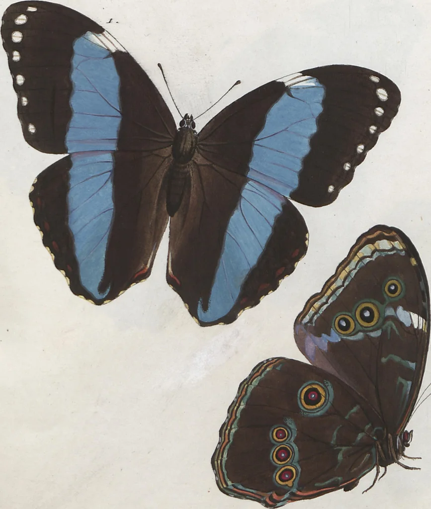 An illustration from (Band 1), 1806, leaf 85