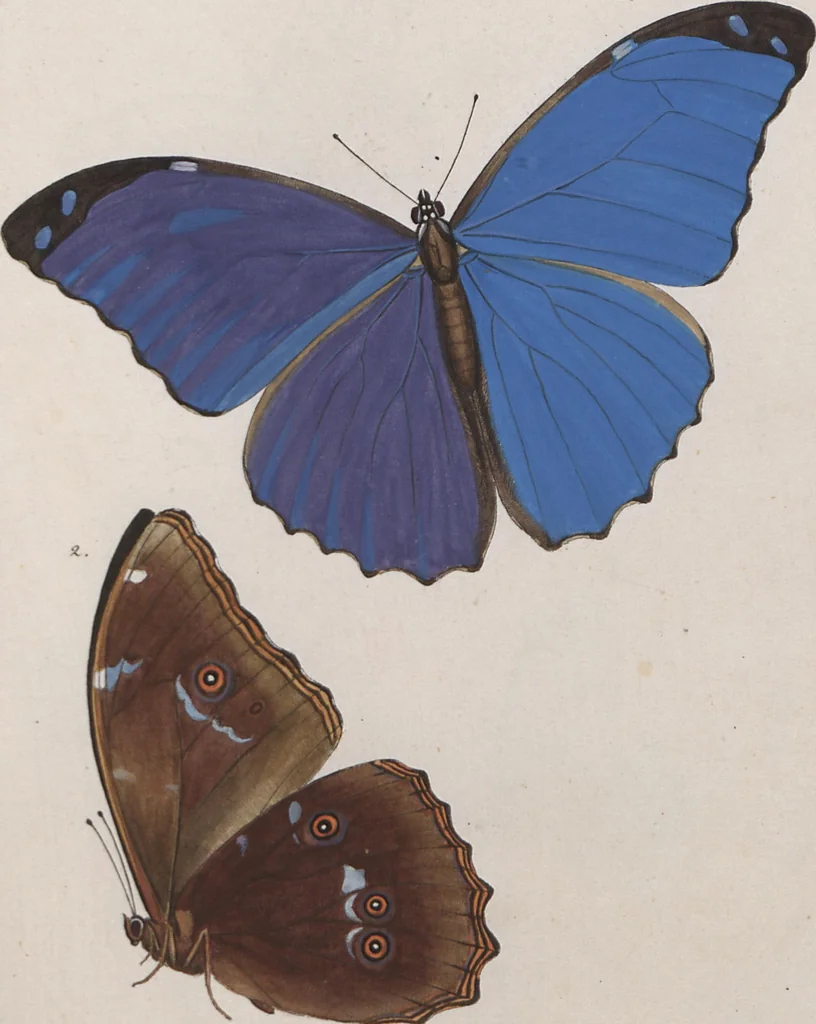An illustration from (Band 1), 1806, leaf 87
