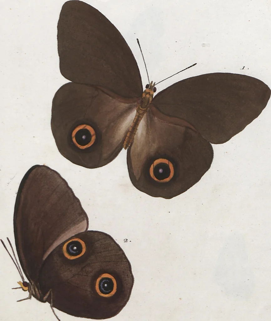 An illustration from (Band 1), 1806, leaf 90
