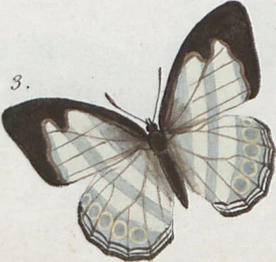 An illustration from (Band 1), 1806, leaf 91