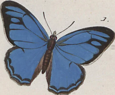 An illustration from (Band 1), 1806, leaf 92