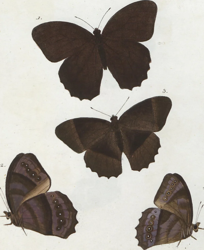 An illustration from (Band 1), 1806, leaf 94