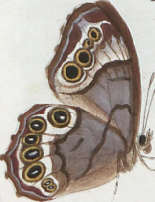 An illustration from (Band 1), 1806, leaf 95