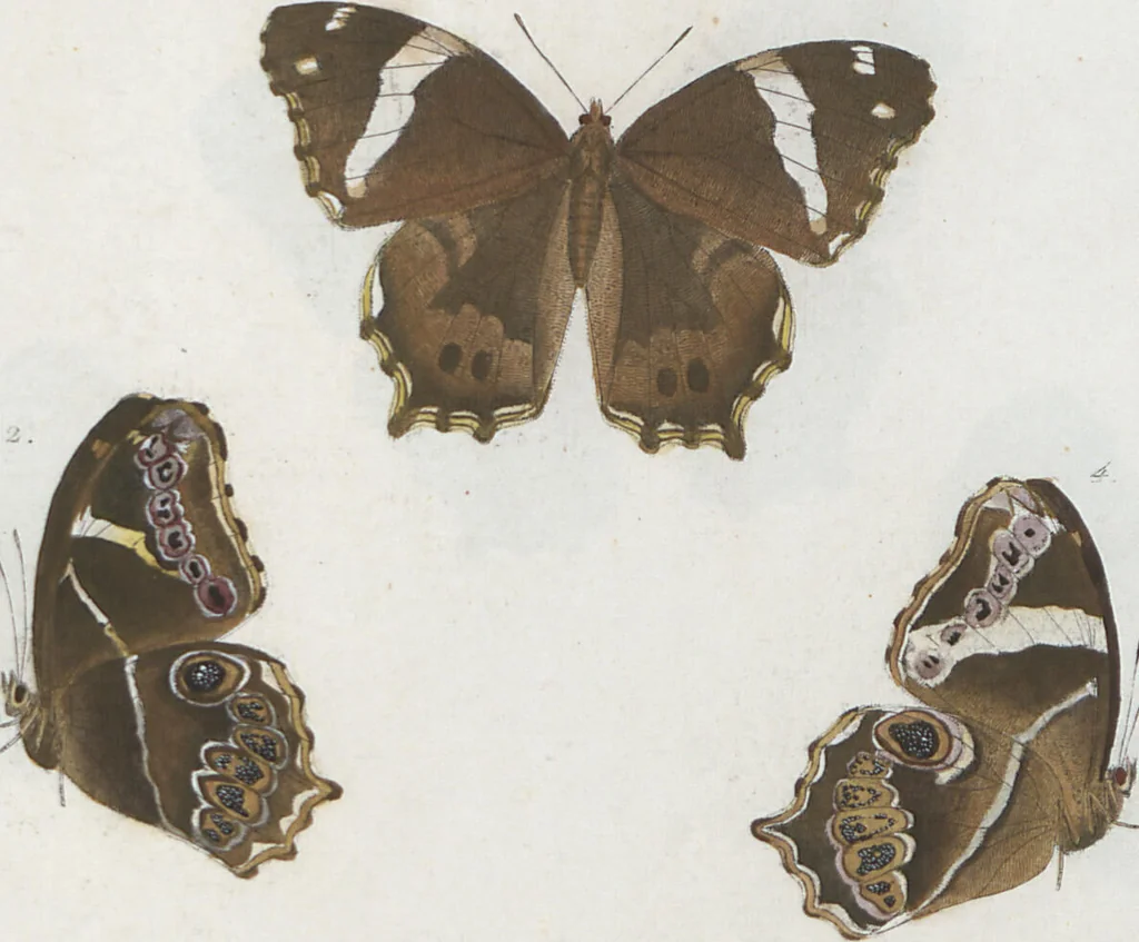 An illustration from (Band 1), 1806, leaf 96
