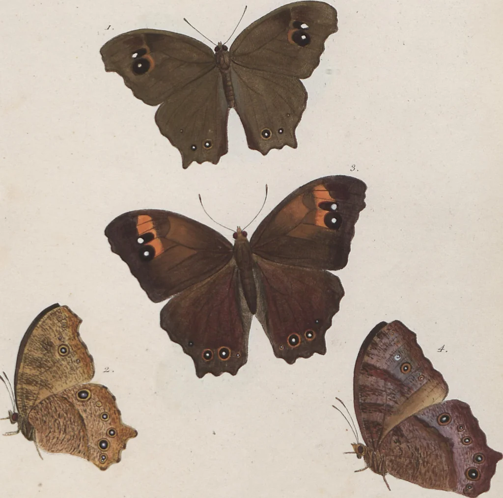 An illustration from (Band 1), 1806, leaf 97