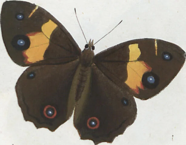 An illustration from (Band 1), 1806, leaf 98