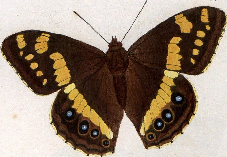 An illustration from (Band 1), 1806, leaf 99
