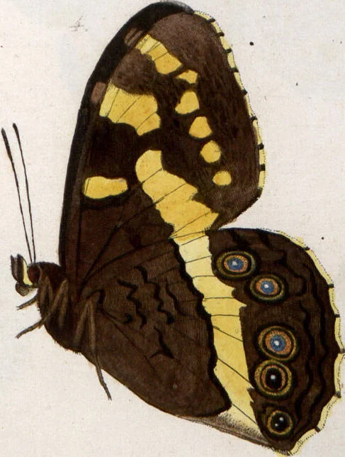 An illustration from (Band 1), 1806, leaf 99