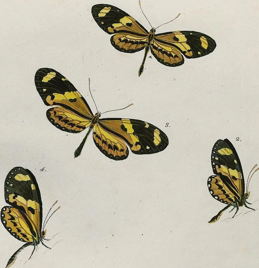 An illustration from (Band 2), 1806, leaf 10
