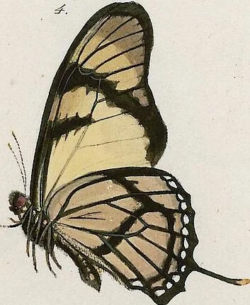 An illustration from (Band 2), 1806, leaf 100