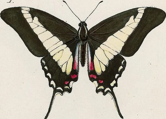 An illustration from (Band 2), 1806, leaf 101