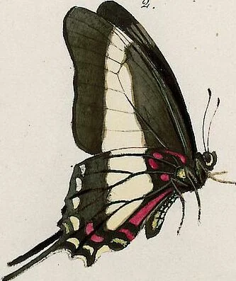 An illustration from (Band 2), 1806, leaf 101