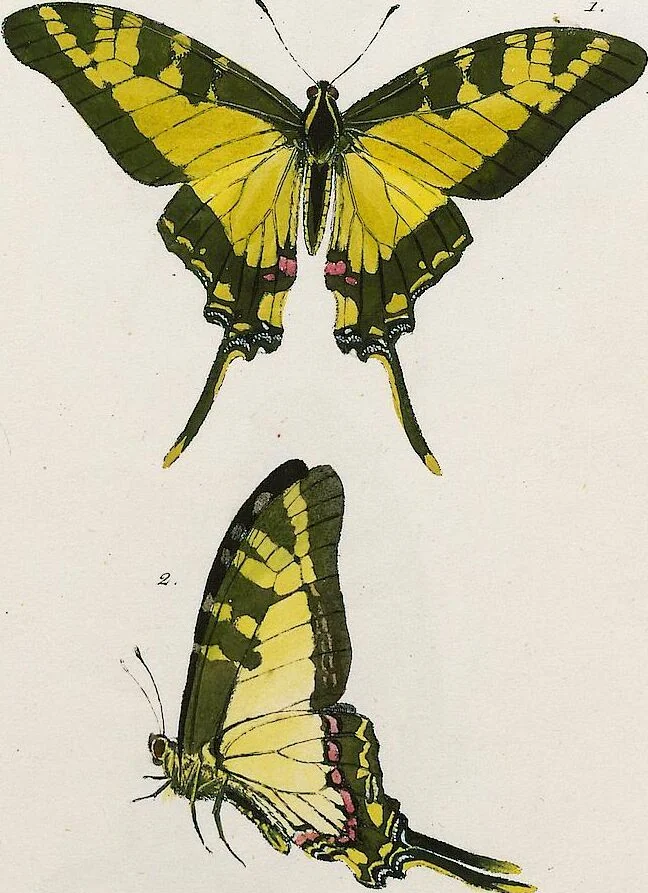 An illustration from (Band 2), 1806, leaf 102