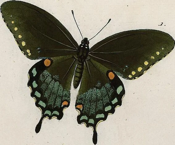 An illustration from (Band 2), 1806, leaf 104