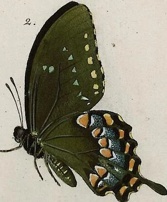 An illustration from (Band 2), 1806, leaf 104