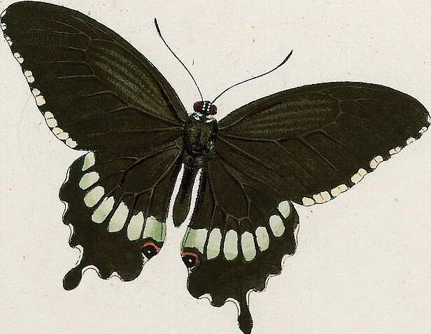 An illustration from (Band 2), 1806, leaf 105