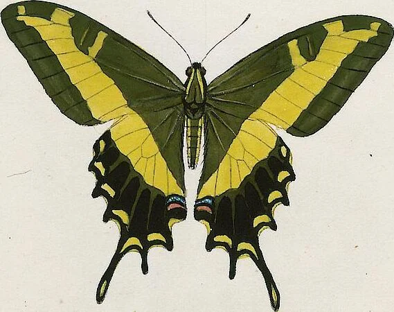 An illustration from (Band 2), 1806, leaf 106