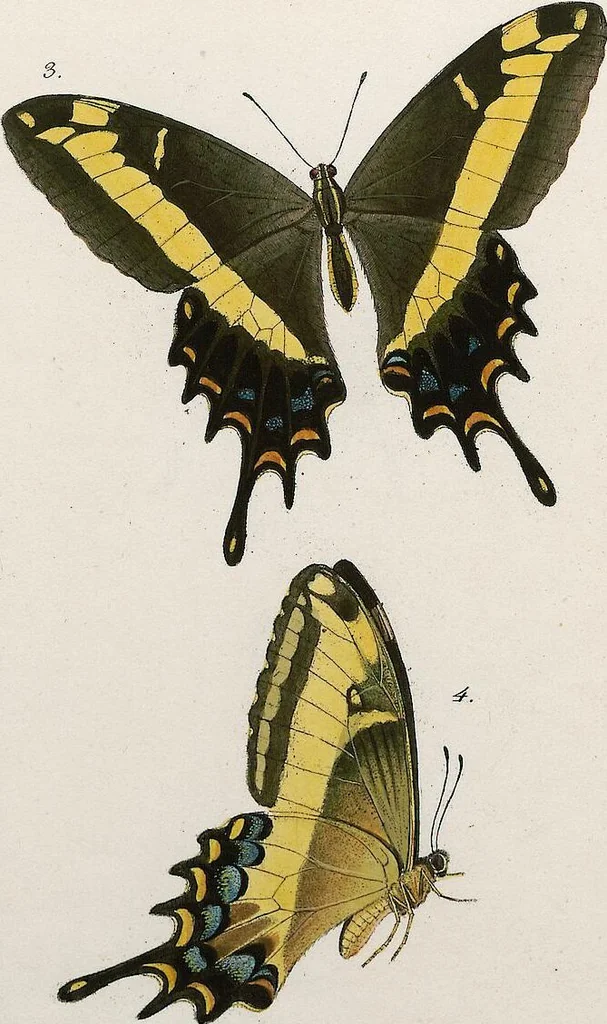 An illustration from (Band 2), 1806, leaf 107