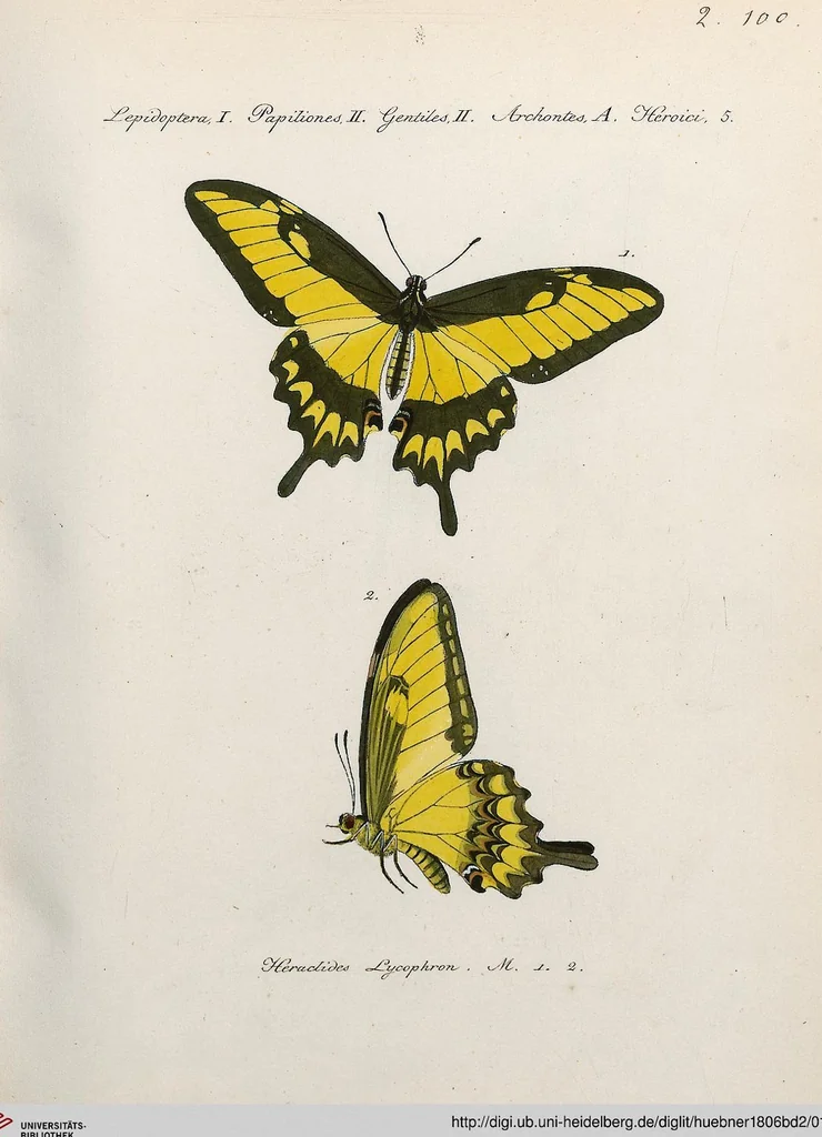 An illustration from (Band 2), 1806, leaf 108