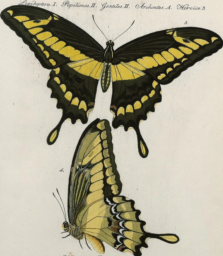 An illustration from (Band 2), 1806, leaf 109
