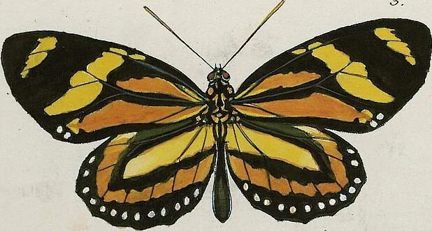 An illustration from (Band 2), 1806, leaf 11