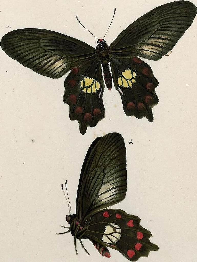 An illustration from (Band 2), 1806, leaf 110