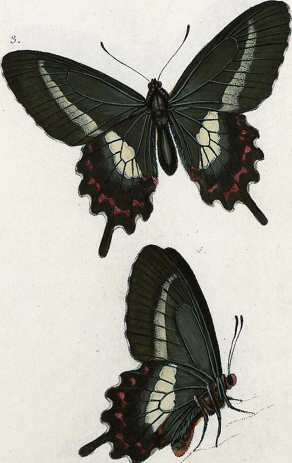 An illustration from (Band 2), 1806, leaf 111