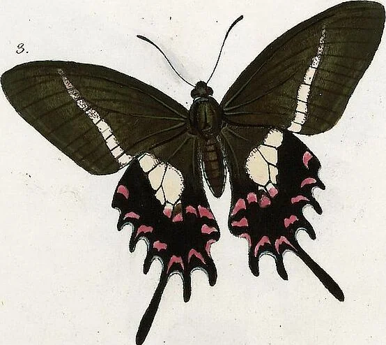 An illustration from (Band 2), 1806, leaf 112