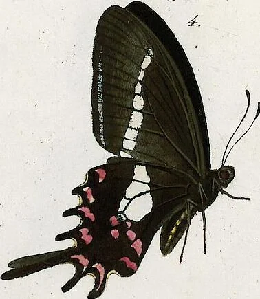 An illustration from (Band 2), 1806, leaf 112
