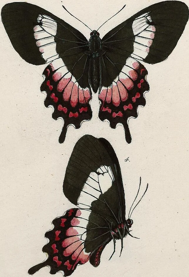 An illustration from (Band 2), 1806, leaf 113