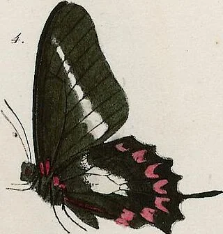 An illustration from (Band 2), 1806, leaf 114