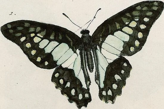 An illustration from (Band 2), 1806, leaf 115