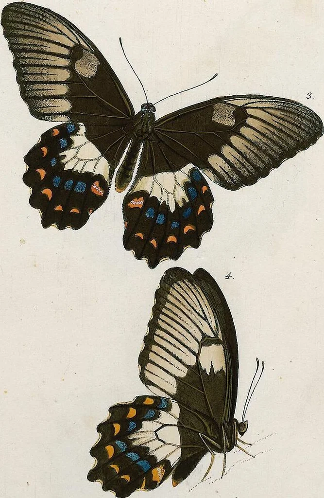An illustration from (Band 2), 1806, leaf 116