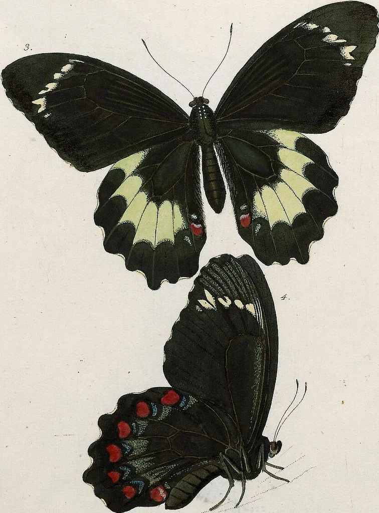 An illustration from (Band 2), 1806, leaf 117