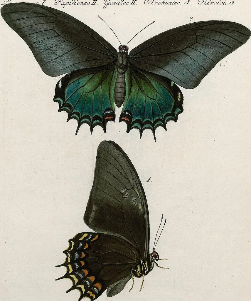 An illustration from (Band 2), 1806, leaf 118
