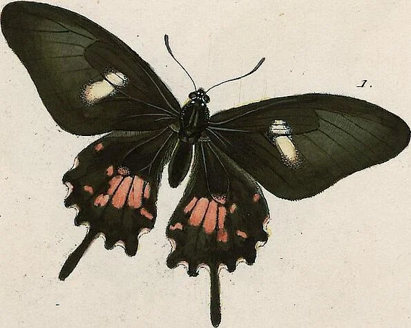 An illustration from (Band 2), 1806, leaf 119