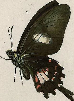 An illustration from (Band 2), 1806, leaf 119