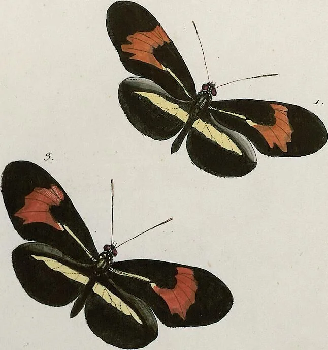 An illustration from (Band 2), 1806, leaf 12