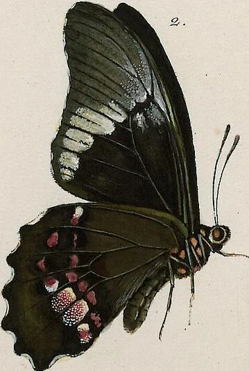 An illustration from (Band 2), 1806, leaf 120