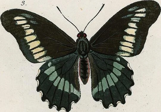 An illustration from (Band 2), 1806, leaf 121