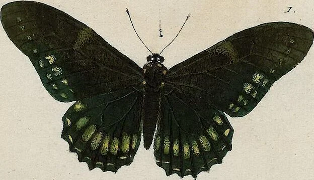 An illustration from (Band 2), 1806, leaf 122