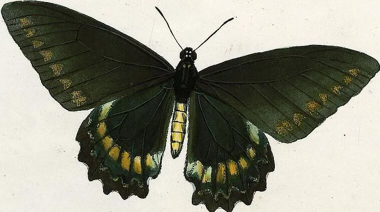 An illustration from (Band 2), 1806, leaf 123