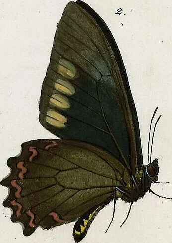 An illustration from (Band 2), 1806, leaf 123