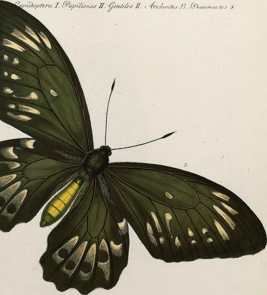 An illustration from (Band 2), 1806, leaf 124