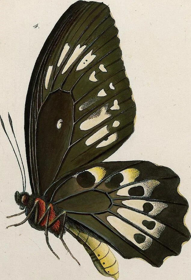 An illustration from (Band 2), 1806, leaf 125